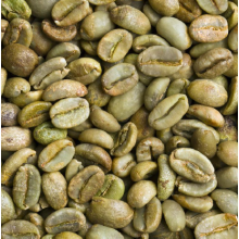 機能性食品素材 グリーンコーヒー豆エキス末 フロンティアフーズ イプロス医薬食品技術